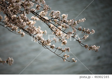 桜 春 季節 46902165