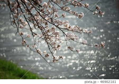 桜 春 季節 46902181