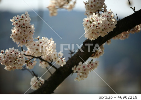 桜 春 季節 46902219