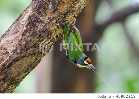 Birds are drilling trees Birds are drilling trees 46902315