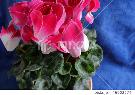 シクラメンの花 46902574