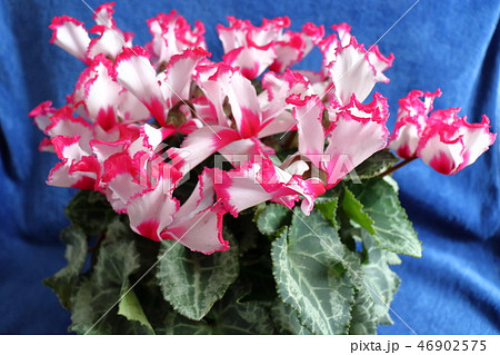 シクラメンの花 46902575
