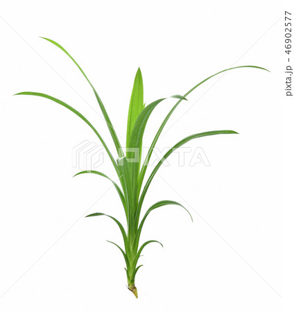 Pandan Leaves isolated on white background Pandan Leaves isolated on white background 46902577