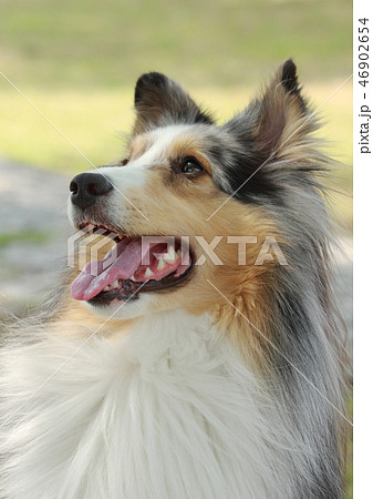 シェットランド シープドッグ シェットランド シープドッグ 46902654