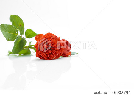 beautiful red roses and leaves beautiful red roses and leaves 46902794