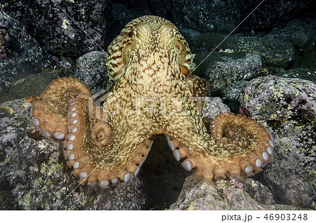 ミズダコ 46903248