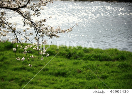 桜 春 季節 46903430