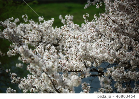 桜 春 季節 46903454