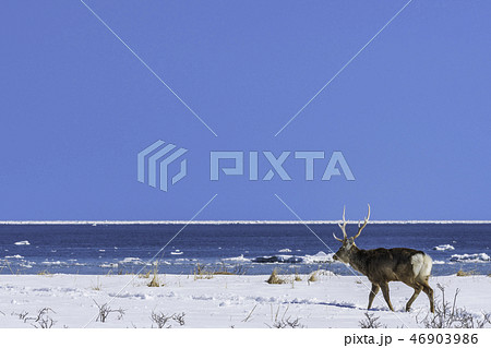 流氷とエゾシカ 46903986