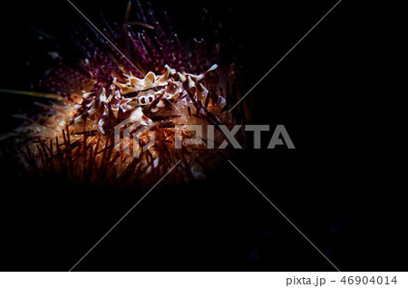 ゼブラガニ 46904014
