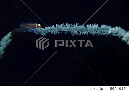 ガラスハゼ ガラスハゼ 46904016