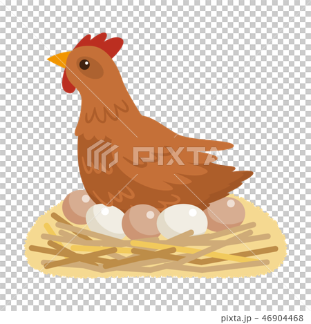 鶏　養鶏 46904468