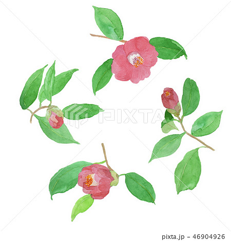 ツバキ Camellia Japonicaのイラスト素材