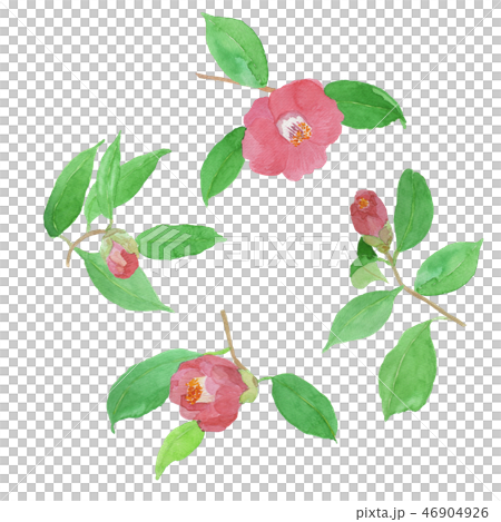 山茶花山茶花 46904926