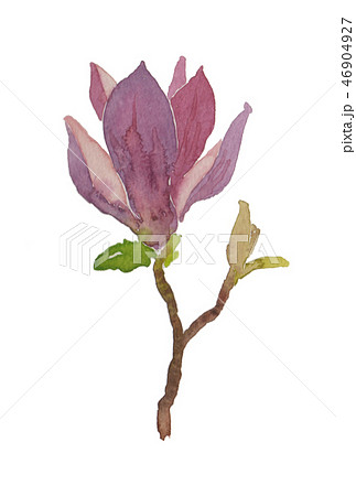 Magnolia Quinquepeta モクレンのイラスト素材