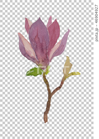 Magnolia Quinquepeta モクレンのイラスト素材