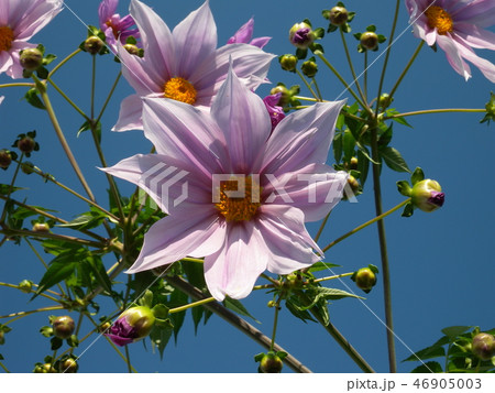 コウテイダリア 46905003