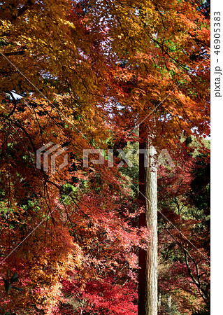 大興善寺の紅葉 46905383