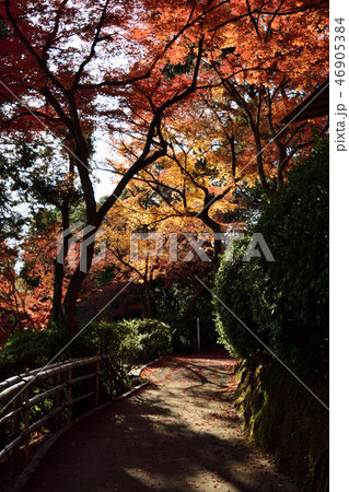大興善寺の紅葉 46905384