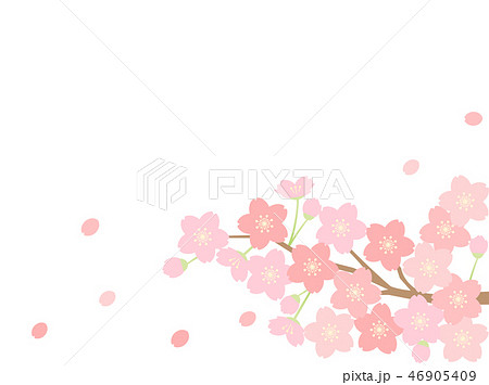 さくら23　桜 46905409