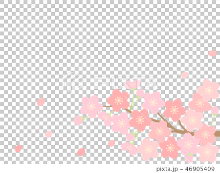 さくら23　桜 46905409
