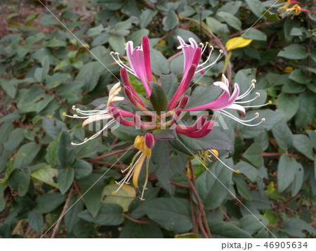 スイカズラ 46905634