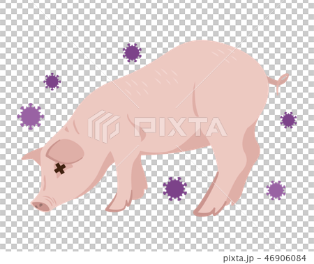 Swine flu swine fever 46906084