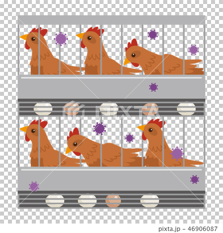 鳥インフルエンザ 鶏舎 46906087