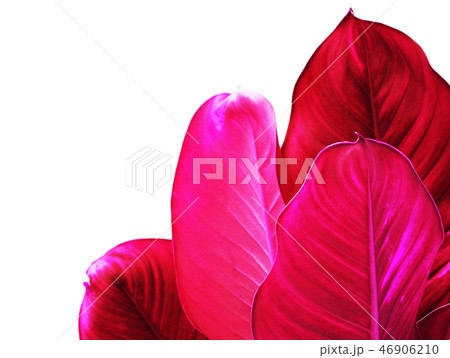 Red leaves have space for text input. 46906210