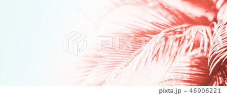 Tropical palm tree toned in Coral color. Tropical palm tree toned in Coral color. 46906221