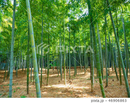 京都府向日市の竹林 46906863