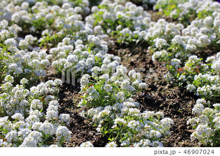 アリッサム　アブラナ科ロブラリア属Alyssum 白い小さな花 46907024