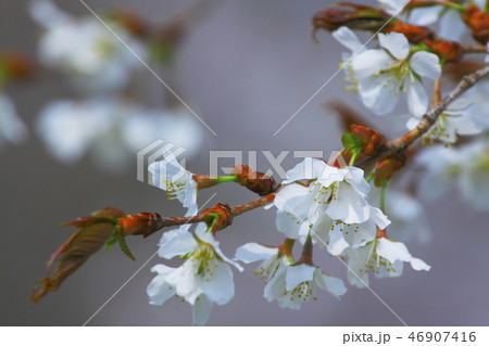 山桜 46907416