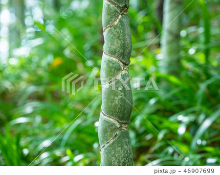 亀甲竹 46907699