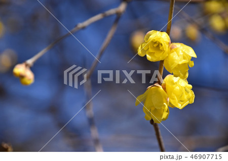 ロウバイ(蝋梅) ロウバイ(蝋梅) 46907715
