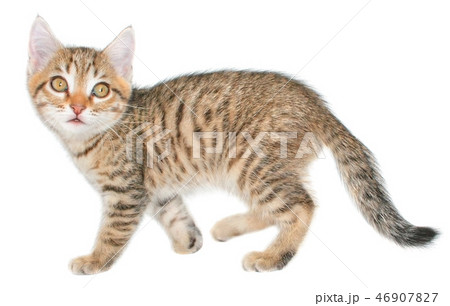 Small kitten Small kitten 46907827