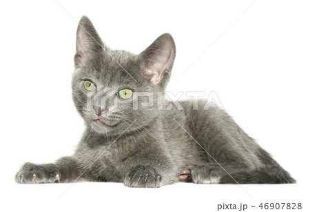 Small kitten Small kitten 46907828