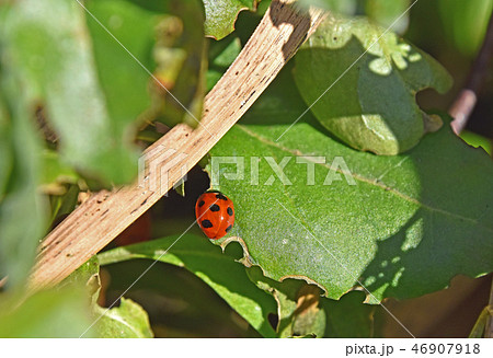 冬のナナホシテントウムシ 46907918