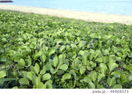 グンバイヒルガオ（ヒルガオ科、サツマイモ属） 46908323