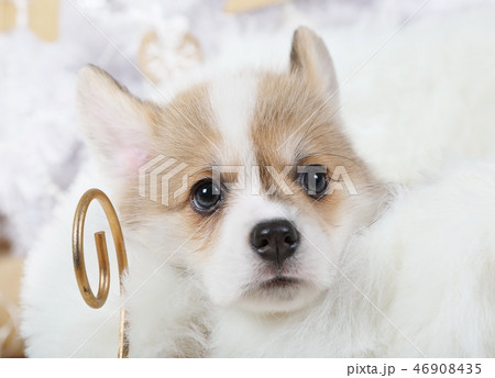 Portrait of Welsh Corgi puppy 46908435