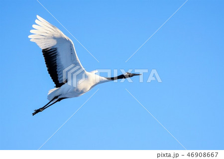 丹頂鶴 阿寒国際鶴センター 丹頂鶴 阿寒国際鶴センター 46908667