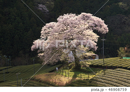 桜 46908759