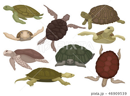 Sea And Land Turtles Set Tortoise Reptile のイラスト素材