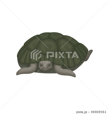 Turtle Tortoise Reptile Animal With Relief のイラスト素材