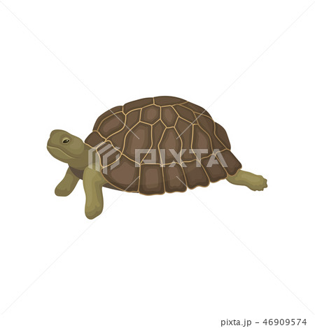 Turtle Tortoise Reptile Animal With Relief のイラスト素材