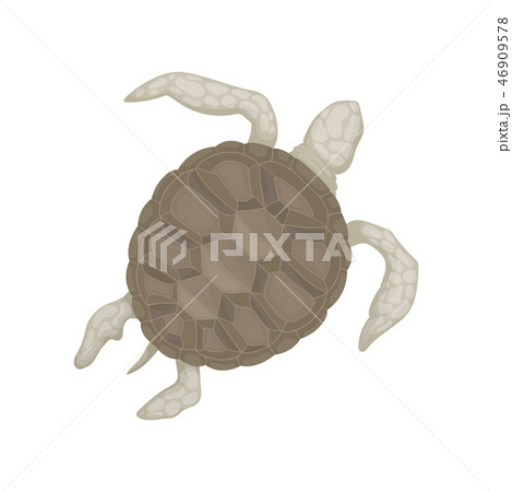 Turtle Tortoise Reptile Animal Top View のイラスト素材