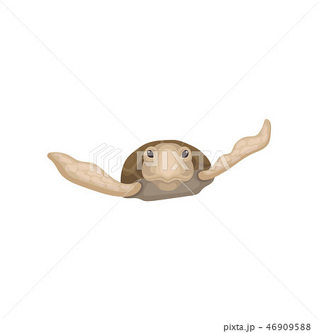 Swimming sea turtle reptile animal, front view vector Illustration on a white background Swimming sea turtle reptile animal, front view vector Illustration on a white background 46909588