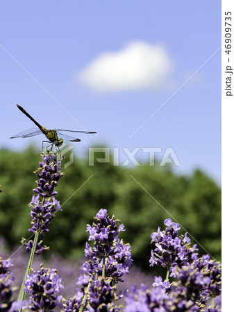 ラベンダーにトンボ ラベンダーにトンボ 46909735