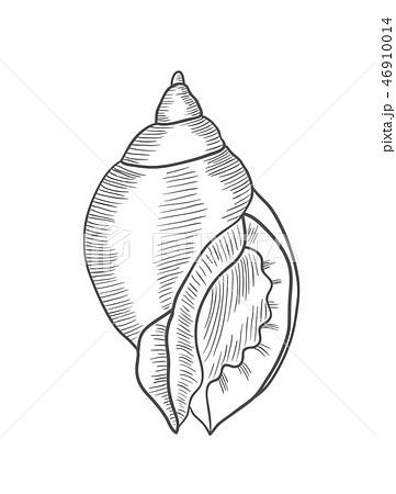 engraving illustration of spiral seashellのイラスト素材