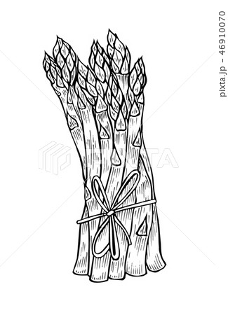 illustrations - asparagus collection. illustrations - asparagus collection. 46910070